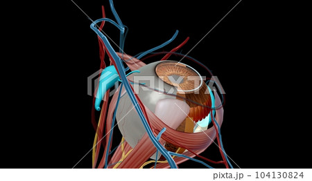 The lacrimal apparatus is the physiological system containing the orbital structures for tear production and drainage. The lacrimal apparatus is the physiological system containing the orbital structures for tear production and drainage. 104130824