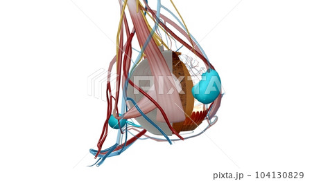 The lacrimal apparatus is the physiological system containing the orbital structures for tear production and drainage. The lacrimal apparatus is the physiological system containing the orbital structures for tear production and drainage. 104130829