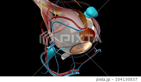 The lacrimal apparatus is the physiological system containing the orbital structures for tear production and drainage. The lacrimal apparatus is the physiological system containing the orbital structures for tear production and drainage. 104130837