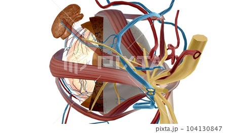 The zonules are the tiny thread-like fibers that hold the eye's lens firmly in place. 104130847