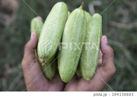 Farmer Hand-holding some raw green pointed gourd. selective Focus 104130883
