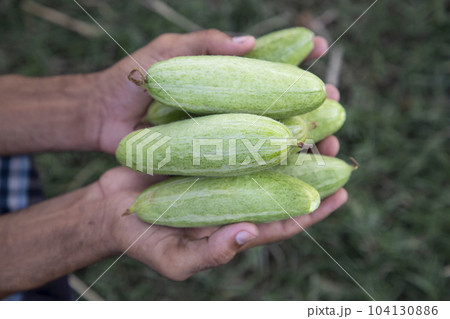 Farmer Hand-holding some raw green pointed gourd. selective Focus 104130886