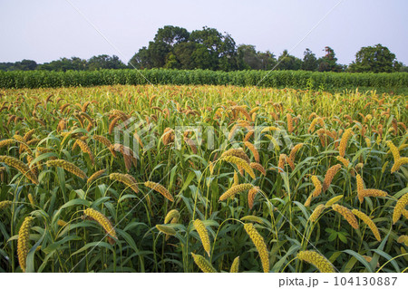 Raw Ripe millet crops in the field agriculture landscape view 104130887