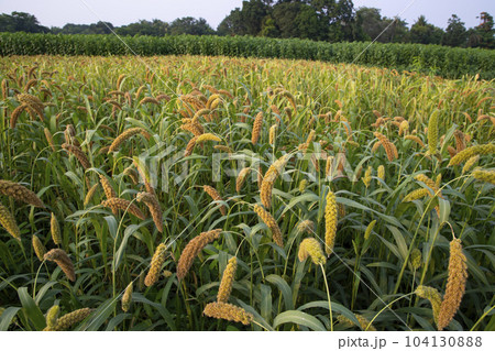 Raw Ripe millet crops in the field agriculture landscape view Raw Ripe millet crops in the field agriculture landscape view 104130888