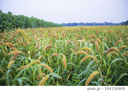 Raw Ripe millet crops in the field agriculture landscape view 104130909