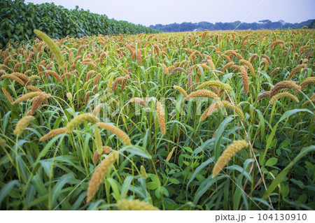 Raw Ripe millet crops in the field agriculture landscape view 104130910