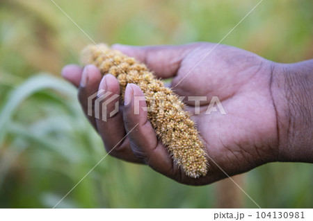 Hand-holding millet spike in the agriculture harvest field Hand-holding millet spike in the agriculture harvest field 104130981