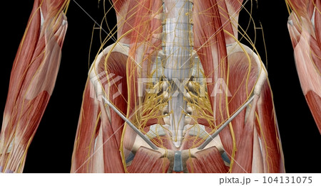 The lumbar plexus is a complex neural network formed by the lower thoracic and lumbar ventral nerve roots. 104131075