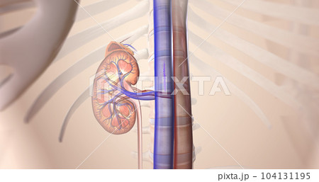 The kidneys help your body by excreting excess sodium into the ureter, where it is flushed away with the urine. 104131195