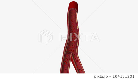 The vascular system is the body's network of blood vessels. 104131201