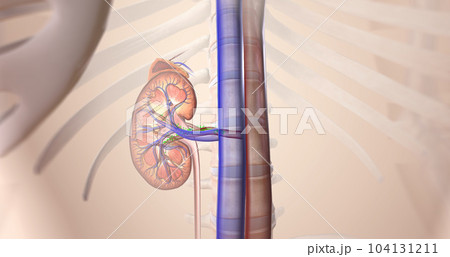 The kidneys help your body by excreting excess sodium into the ureter, where it is flushed away with the urine. 104131211