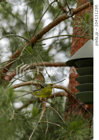 Green modern bird feeder on pine tree and greenfinch on the background. Nature concept. Modern exterior concept. 104131290