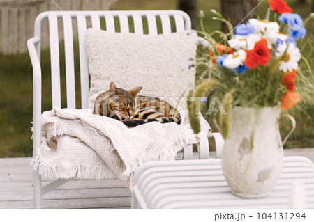 Bengal cat relaxing on terrace lounge chair Bengal cat relaxing on terrace lounge chair 104131294