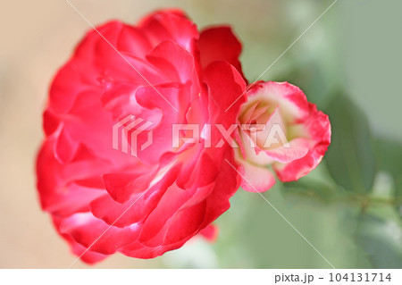 グリンパークの薔薇 グリンパークの薔薇 104131714