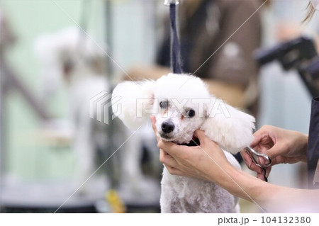 可愛くトリミング中の白いトイプードルのベイリーくん♡ 104132380