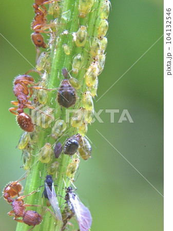 Ants eating the honeydew produced by aphids 104132546