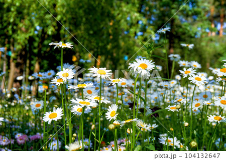 Cute useful medicine chamomile on a sunny green meadow in forest park Cute useful medicine chamomile on a sunny green meadow in forest park 104132647