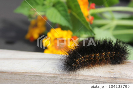 Fuzzy Caterpillar on Wooden Fence With Yellow Flowers in Background 104132799