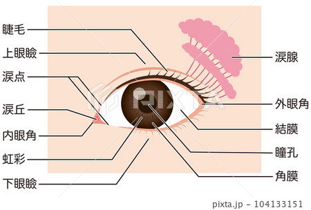 眼の仕組み　各部名称 104133151
