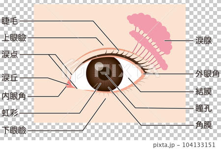眼睛的機制‖零件名稱 104133151