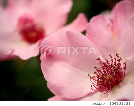 春バラの季節の5月に咲いたバラの花「デンティーベス」 104133281