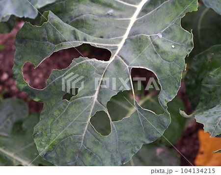 ヨトウムシに食害されたブロッコリーの葉 ヨトウムシに食害されたブロッコリーの葉 104134215