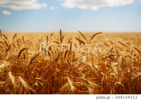Ripening golden wheat in sunlight with blue cloudy sky. Rich harvest. Agricultural farm. 104134311