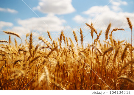 Ripening golden wheat in sunlight with blue cloudy sky. Rich harvest. Agricultural farm. 104134312