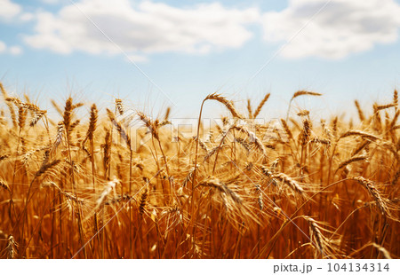Ripening golden wheat in sunlight with blue cloudy sky. Rich harvest. Agricultural farm. 104134314