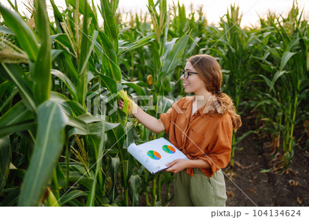 Farmer woman stands in field, inspects green corn plantation. Agricultural industry. Harvest care. Farmer woman stands in field, inspects green corn plantation. Agricultural industry. Harvest care. 104134624