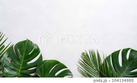 モンステラ 木の葉 葉 104134988