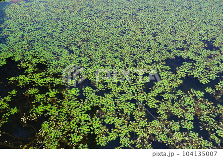 池一面に繁茂した菱 池一面に繁茂した菱 104135007