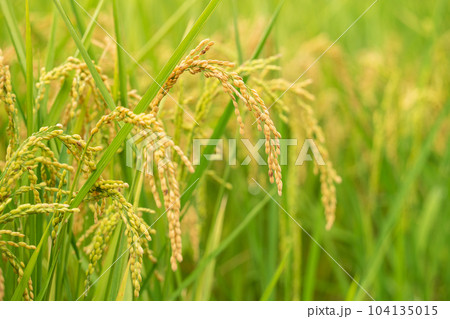 たんぼ 田んぼ 田圃 104135015