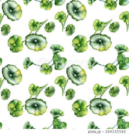 Centella asiatica, geranium watercolor seamless pattern isolated on white. Pennywort, gotu kola, rounded leaves, herbal plants hand drawn. Design for package, label, wrapping, textile, background Centella asiatica, geranium watercolor seamless pattern isolated on white. Pennywort, gotu kola, rounded leaves, herbal plants hand drawn. Design for package, label, wrapping, textile, background 104135583