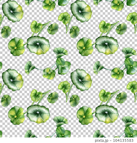 Centella asiatica, geranium watercolor seamless pattern isolated on white. Pennywort, gotu kola, rounded leaves, herbal plants hand drawn. Design for package, label, wrapping, textile, background Centella asiatica, geranium watercolor seamless pattern isolated on white. Pennywort, gotu kola, rounded leaves, herbal plants hand drawn. Design for package, label, wrapping, textile, background 104135583