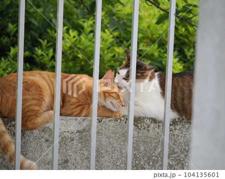 地域猫の家族 息子の茶トラとお父さん猫 地域猫の家族 息子の茶トラとお父さん猫 104135601