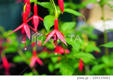 フクシア　フラッシュ 104135661