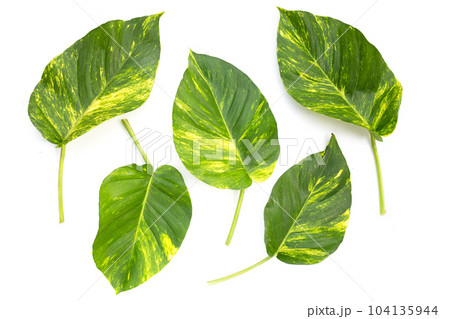 Epipremnum aureum leaves on white background. 104135944