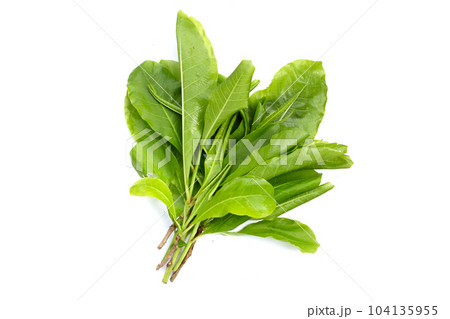 Green leaves of tummy wood or patana oak 104135955