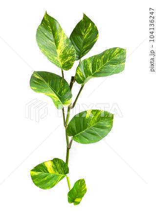 Epipremnum aureum leaves on white background. 104136247