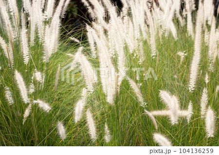Fountain grass or pennisetum alopecuroides 104136259