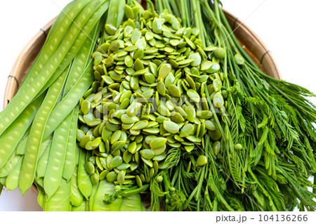 Leucaena leucocephala isolated on white background 104136266