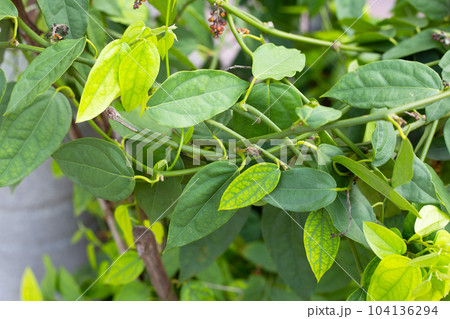 Fresh green leaves of tiliacora triandra plant 104136294