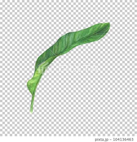 Watercolor painting of Tropical banana leaf. Watercolor painting of Tropical banana leaf. 104136463