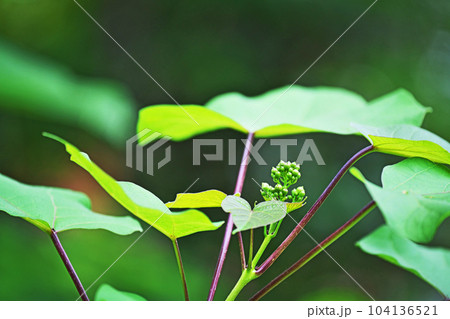 緑色のキササゲの蕾(夏、六月) 緑色のキササゲの蕾(夏、六月) 104136521