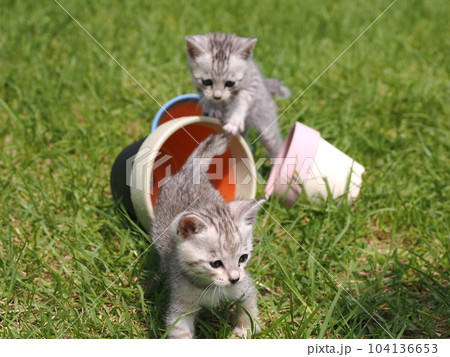 可愛い子猫が公園で遊ぶ 可愛い子猫が公園で遊ぶ 104136653