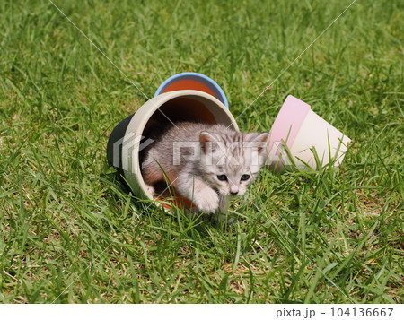 可愛い子猫が公園で遊ぶ 可愛い子猫が公園で遊ぶ 104136667