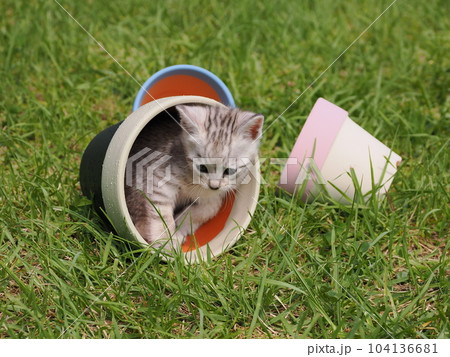 可愛い子猫が公園で遊ぶ 可愛い子猫が公園で遊ぶ 104136681