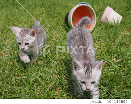 可愛い子猫が公園で遊ぶ 可愛い子猫が公園で遊ぶ 104136692
