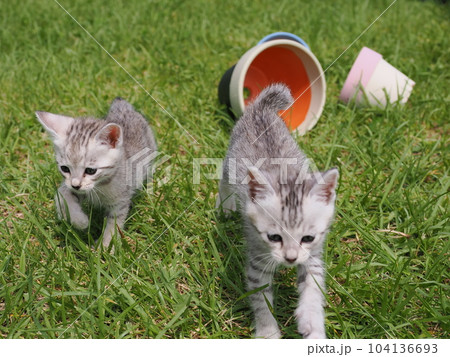 可愛い子猫が公園で遊ぶ 104136693